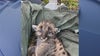 Cuteness alert! FWC researchers track, care for rare Florida panther cubs
