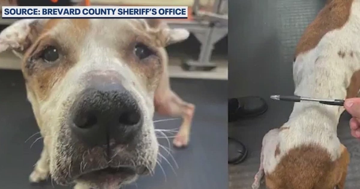 2 men charged with animal cruelty after dog left to die in abandoned ...