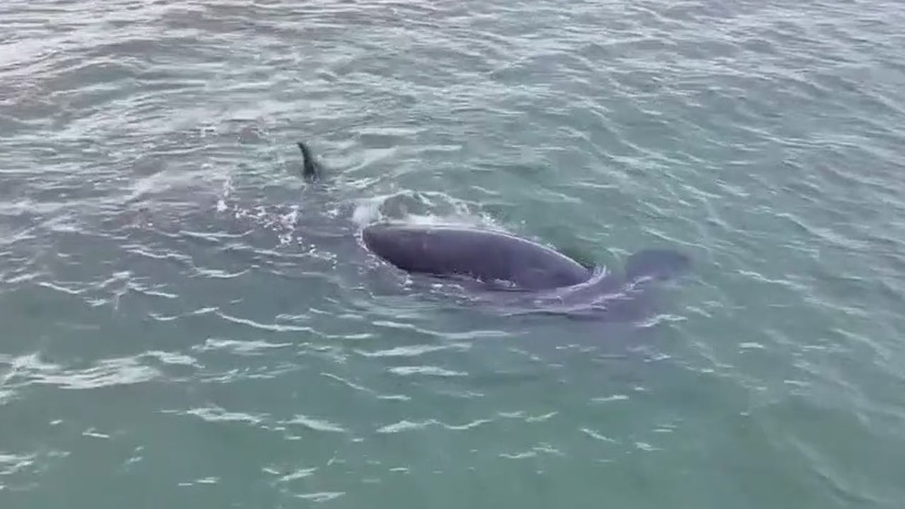 Whale and her calf spotted off Daytona Beach Shores