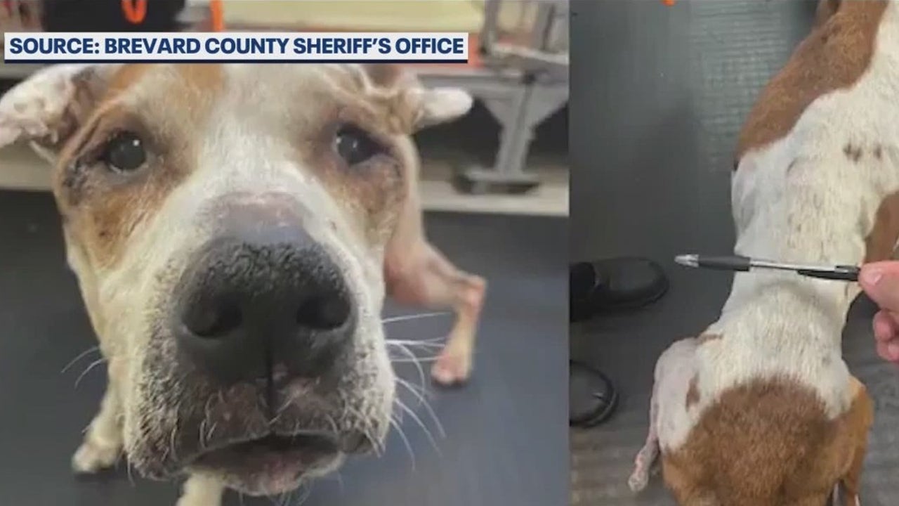 2 men charged with animal cruelty after dog left to die in