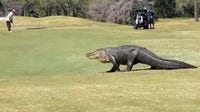 VIDEO: Enormous Florida alligator wanders golf course