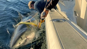 Massive shark swims down Florida coast as Spring Break kicks off: officials