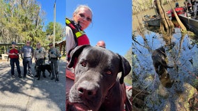 Missing dog rescued from Florida river after being found tangled in tree