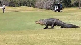 VIDEO: Enormous Florida alligator wanders golf course
