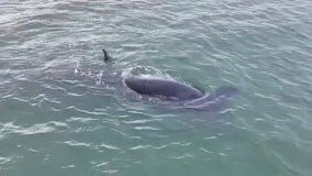 Whale and her calf spotted off Daytona Beach Shores