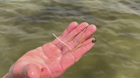 'Ray of hope': Seagrass growing again in parts of Indian River Lagoon as restoration efforts continue