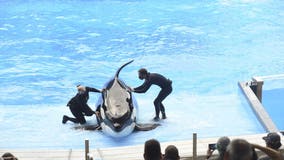 SeaWorld Orlando fined after trainer hurt by killer whale: OSHA