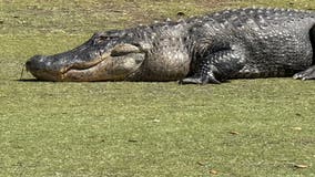 VIDEO: Enormous Florida alligator wanders golf course