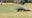 VIDEO: Enormous Florida alligator wanders golf course