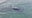 Whale and her calf spotted off Daytona Beach Shores