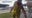 Video: Florida man dressed as clown taken down by officers for allegedly trespassing