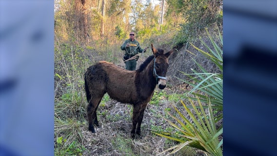 Deputies corral runaway donkey on I-95 in Brevard County