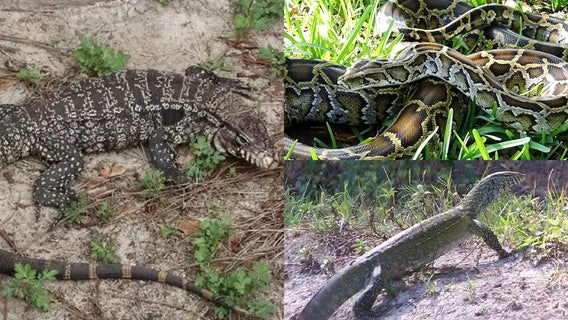 Brevard County man charged with 20 misdemeanors for prohibited reptile violations