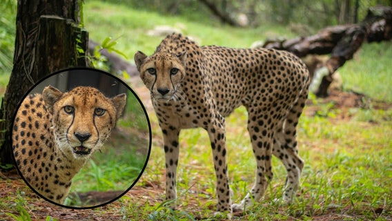 Brevard Zoo says goodbye to this beloved resident, '...the last cheetah to call our Zoo home'
