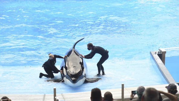 SeaWorld Orlando fined after trainer hurt by killer whale: OSHA