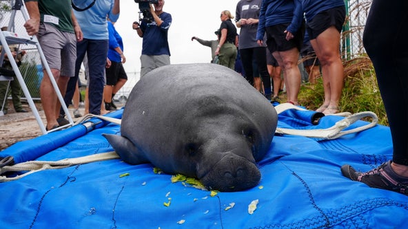 SeaWorld Orlando rescues 1,000th manatee, reaches major conservation milestone