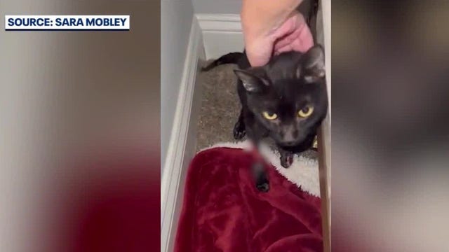 University of Florida helps cat defy odds after being hit by car