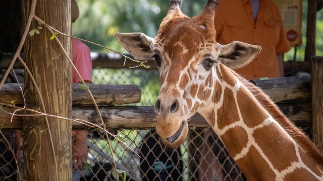 Fan favorite and oldest male giraffe at Brevard Zoo dies at 22