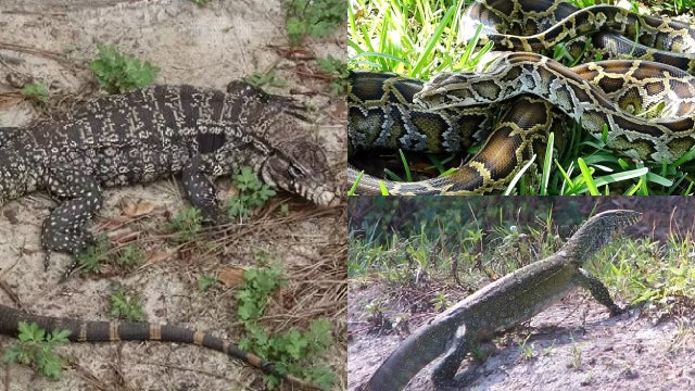Brevard County man charged with 20 misdemeanors for prohibited reptile violations