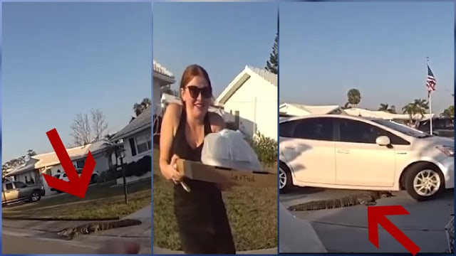 VIDEO: Hungry alligator blocks Florida pizza delivery driver from reaching customer's door