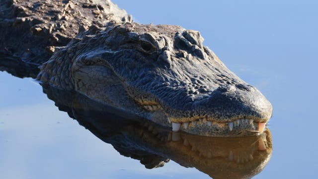 8-foot alligator bites kayaker in Osceola County, officials say