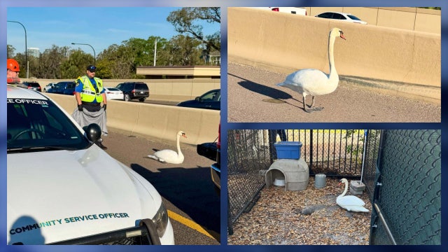 Swan waddles among Orlando traffic along State Road 408 near Bumby Avenue