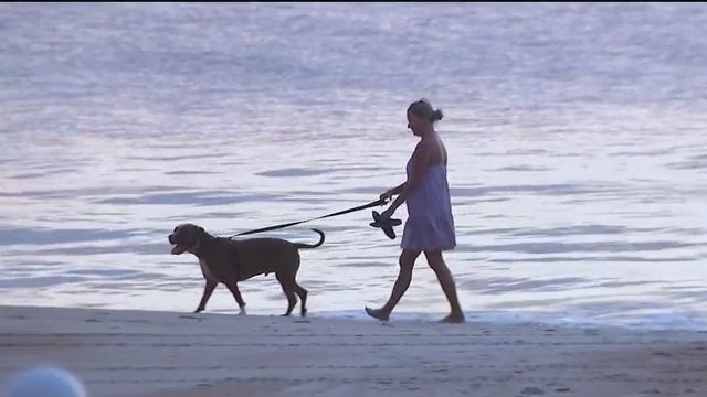 Will Volusia County's dog beach, created during pilot program, become permanent?