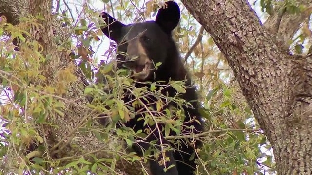 Bear spends day in tree near Markham Woods Middle School, feet away from carpool lane