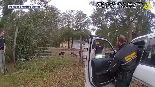 Florida bill proposes 'dangerous dog' registry, requires liability insurance, mandatory impoundments