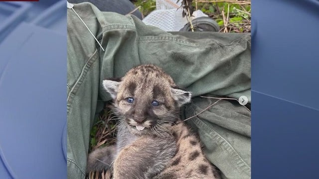 Cuteness alert! FWC researchers track, care for rare Florida panther cubs