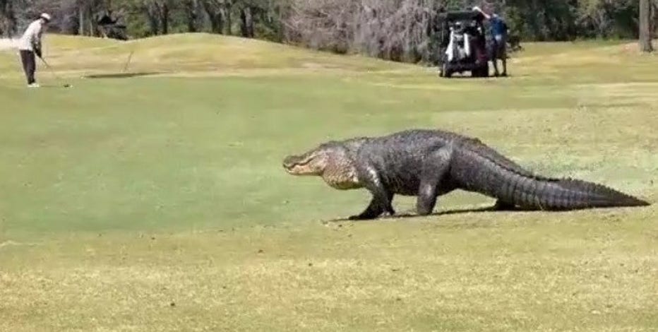 VIDEO: Enormous Florida alligator wanders golf course | FOX 13