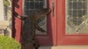 Alligator comes knocking: Florida woman finds unexpected visitor at front door