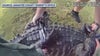 Florida deputies wrangle alligator outside high school
