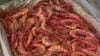 Florida shrimpers say Trump's new international tariffs could save their industry
