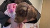 Abused puppy 'Sweetpea' to undergo surgery; $10K raised by FOX 35 viewers for her treatment