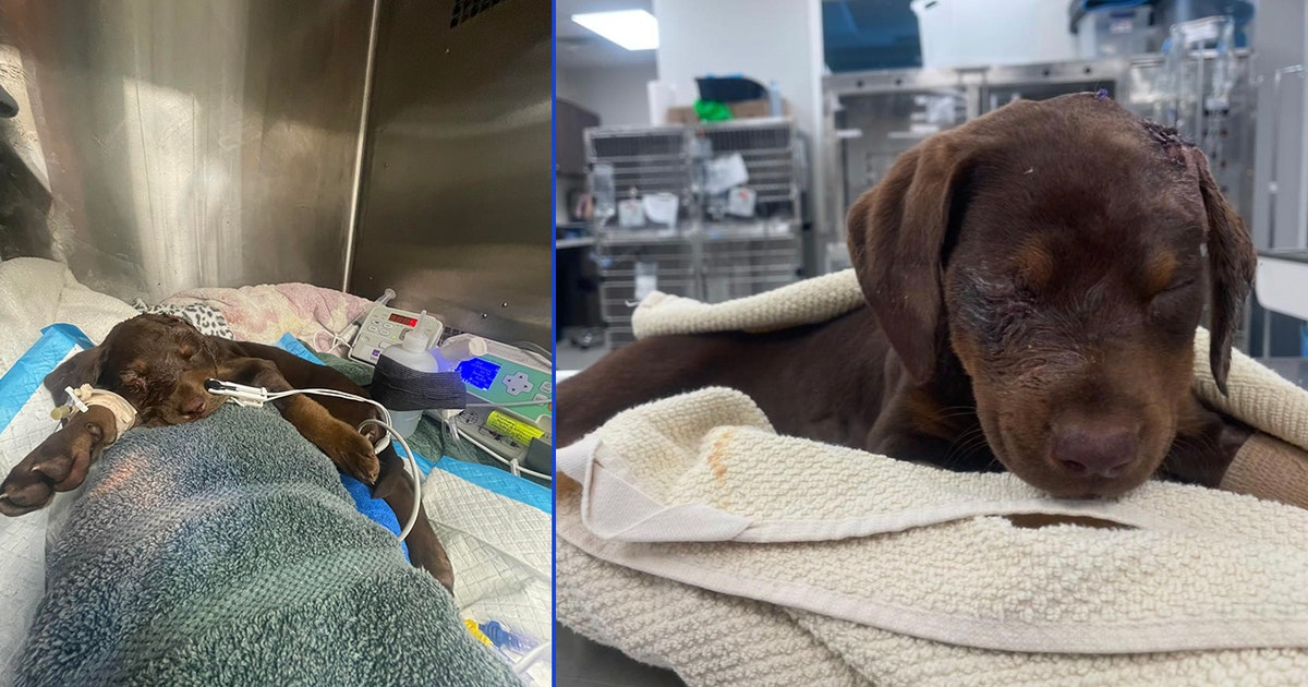 Puppy, beaten beyond recognition, fighting for its life at Oviedo