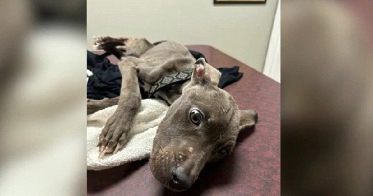 Animal Control investigating after puppy starves to death in Brevard ...