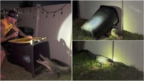 Watch: Florida barefoot gator wrangler stops Easter dinner to ward off unwanted guest