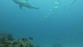 Watch: Great white shark photobombs Florida university's ocean camera