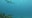 Watch: Great white shark photobombs Florida university's ocean camera