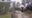 Florida 'dangerous dog' bill: Parents of boy mauled to death by dogs optimistic bill will become law