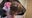 Abused puppy 'Sweetpea' to undergo surgery; $10K raised by FOX 35 viewers for her treatment