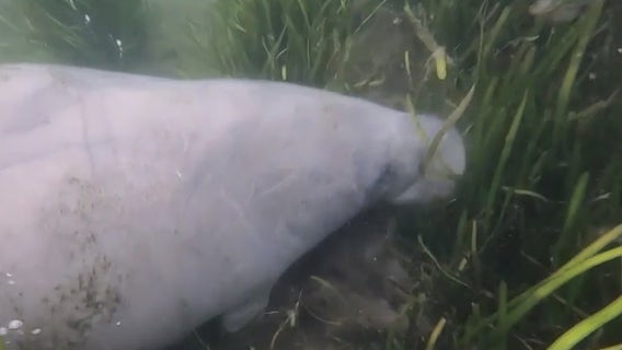 Fighting algae blooms: Researchers investigating whether sounds can stop toxic blooms