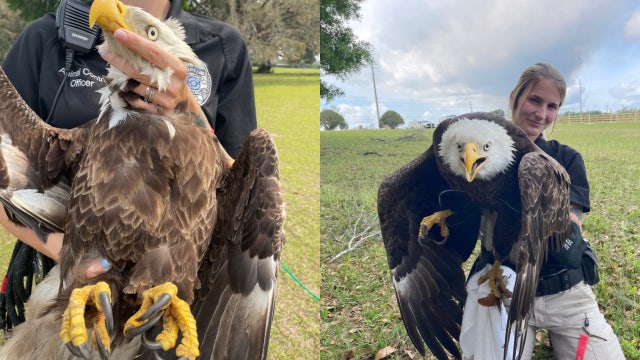 Giant bald eagle found on side of Volusia County road dies from extreme injuries
