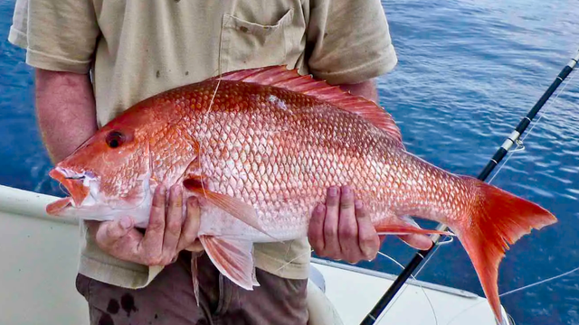 Florida announces longest Gulf red snapper recreational season in state history