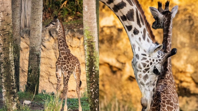 Giraffe calf makes debut at Disney’s Animal Kingdom, highlighting conservation efforts