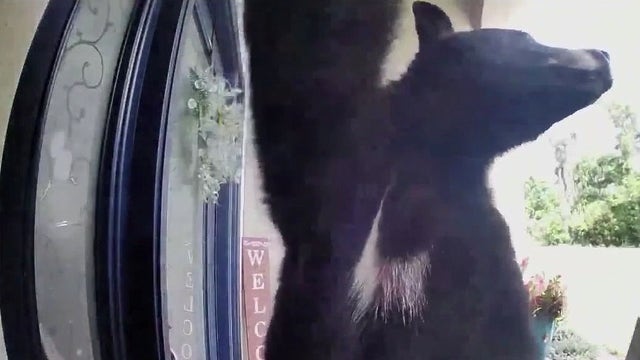 Florida woman uses bag of cookies to escape bear attack near home