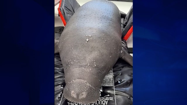 Orphaned baby manatee rescued in South Florida, now recovering at Sea World