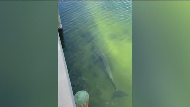 Fishermen, rescuers race to save dolphin trapped in fishing line spotted in Indian River Lagoon