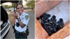 Florida deputy rescues six tiny ducklings after mother duck hit by car